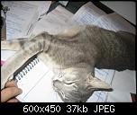 Klicke auf die Grafik fr eine grere Ansicht 

Name:	Katzen NovDez 2006 (7).jpg 
Hits:	541 
Gre:	36,9 KB 
ID:	8064