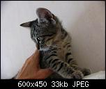 Klicke auf die Grafik fr eine grere Ansicht 

Name:	tigerkind2_111.jpg 
Hits:	3351 
Gre:	33,4 KB 
ID:	2606