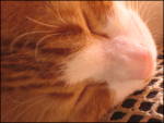 Avatar von Squinny